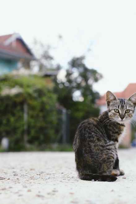 shallow focus photography of cat sitting on ground