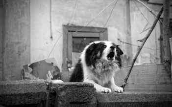 monochrome photo of border collie barking
