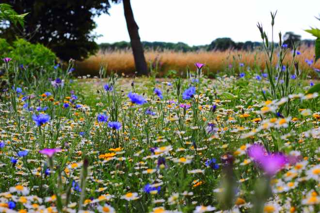 flowers summer meadow wild flowers