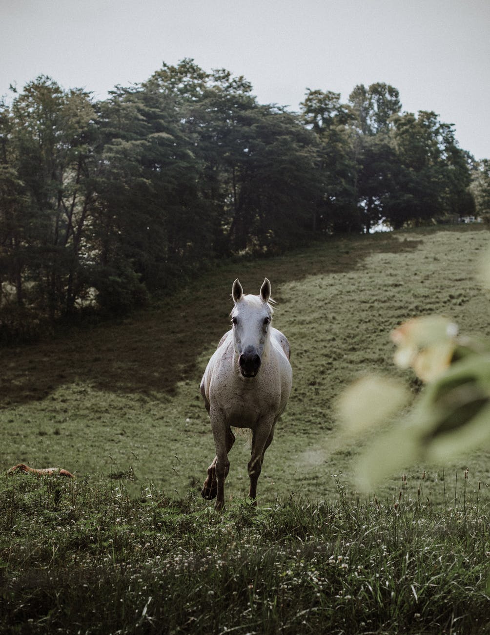 photo of white horse running in grass field